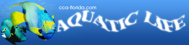CCA-Florida.com - Aquatic Life