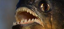 breeding-piranhas.asp